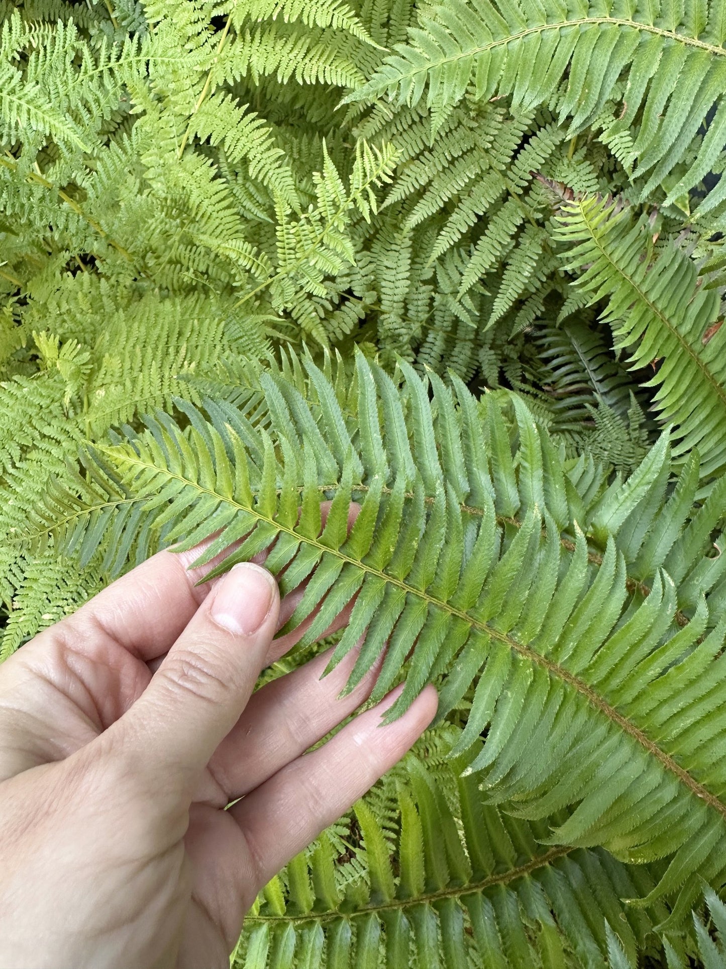 Fern fun — photo 3