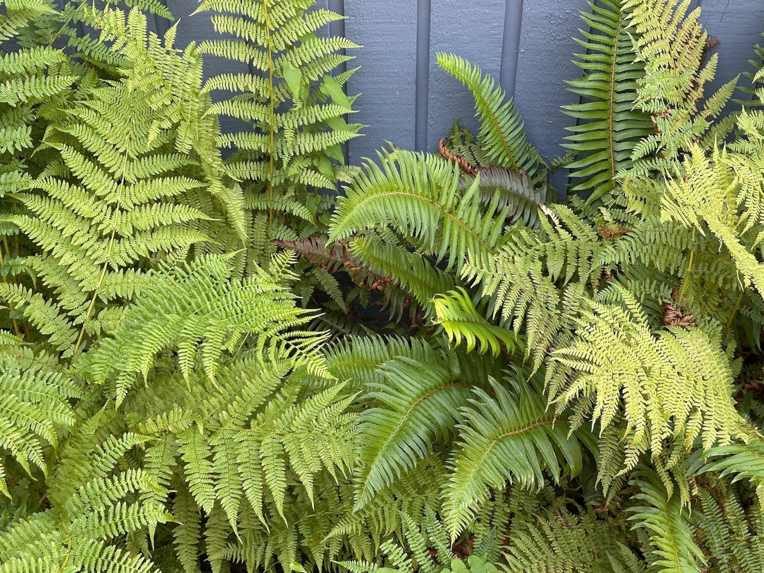 Hammering Ferns: My Favourite Fronds for Botanical Prints
