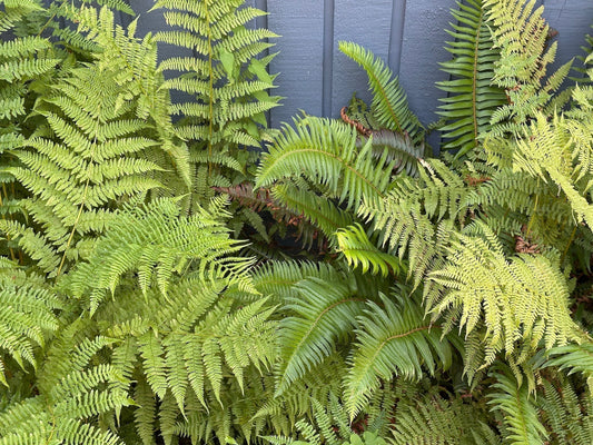 Hammering Ferns: My Favourite Fronds for Botanical Prints