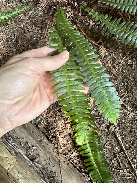 Fern fun — photo 2