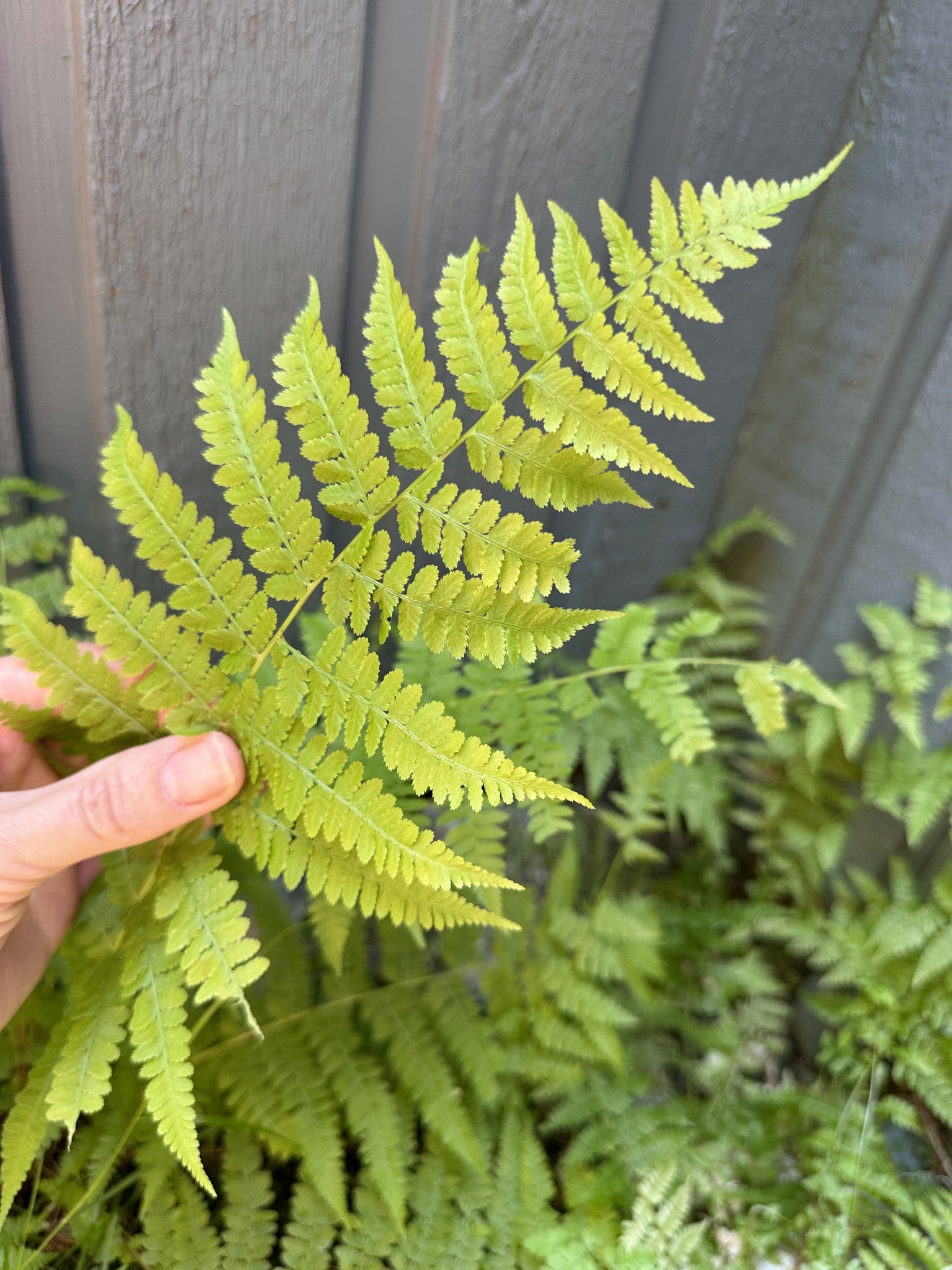 Fern fun